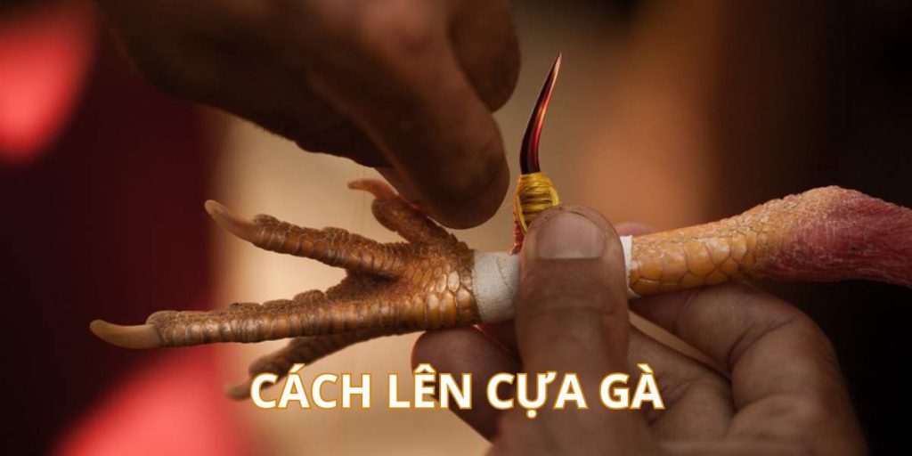 Cách Lên Cựa Gà Chuẩn Nhất Tạo Lợi Thế Tấn Công Bất Bại