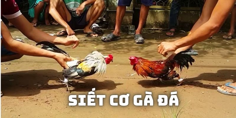 Siết Cơ Gà Đá - Cách Giúp Gà Nâng Cao Thể Lực Thi Đấu